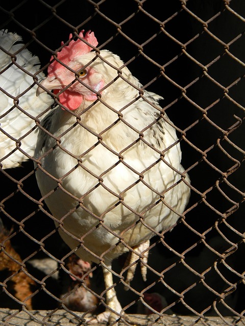 法甲第20輪裏昂1-1巴黎聖日耳曼 梅西缺席姆巴佩中柱克雷爾破門.