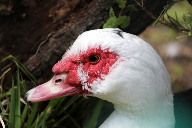 本泽马的愤 本泽马的愤